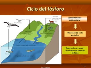 Ciclo del fósforoCiclo del fósforo
La Ecosfera 7777
Completamente
sedimentario
Reservorios en rocas y
depósitos naturales de
fosfatos
Desconocido en la
atmósfera
 