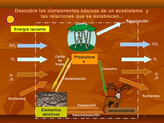 Descubre los componentes básicos de un ecosistema y
las relaciones que se establecen…
Elementos
abióticos
Productore
s
consumidores
Energía radiante
Respiración
Nutrientes
CO2
O2
H
2O
Consumo
Descomposición
Deposición
CO2
O2
H
2O
Nutrientes
Caída
de
hojas
Translocación
 