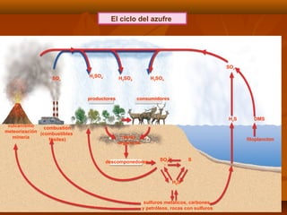 El ciclo del azufre
SOx
H2SO4
SOx
H2S DMS
fitoplancton
sulfuros metálicos, carbones
y petróleos, rocas con sulfuros
H2S
SO4
2
−
Sdescomponedores
restos
orgánicos
consumidoresproductores
combustión
(combustibles
fósiles)
vulcanismo
meteorización
minería
H2SO4 H2SO4
 