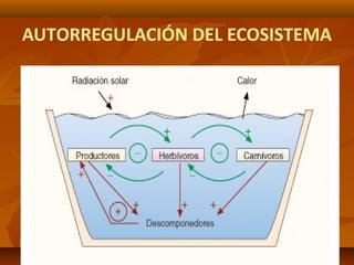 AUTORREGULACIÓN DEL ECOSISTEMA
 