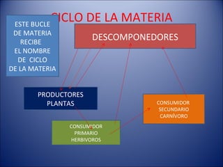 ESTE BUCLE
            CICLO DE LA MATERIA
 DE MATERIA
   RECIBE
                      DESCOMPONEDORES
 EL NOMBRE
  DE CICLO
DE LA MATERIA


       PRODUCTORES
         PLANTAS                 CONSUMIDOR
                                  SECUNDARIO
                                  CARNÍVORO
                CONSUMIDOR
                 PRIMARIO
                HERBIVOROS
 