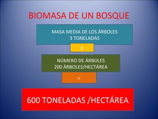BIOMASA DE UN BOSQUE
     MASA MEDIA DE LOS ÁRBOLES
           3 TONELADAS
                  X

       NÚMERO DE ÁRBOLES
      200 ÁRBOLES/HECTÁREA

              =



600 TONELADAS /HECTÁREA
 