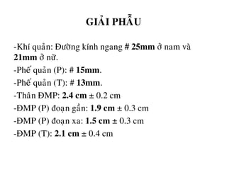 GIAÛI PHAÃU
-Khí quaûn: Ñöôøng kính ngang # 25mm ôû nam vaø
21mm ôû nöõ.
-Pheá quaûn (P): # 15mm.
-Pheá quaûn (T): # 13mm.
-Thaân ÑMP: 2.4 cm ± 0.2 cm
-ÑMP (P) ñoaïn gaàn: 1.9 cm ± 0.3 cm
-ÑMP (P) ñoaïn xa: 1.5 cm ± 0.3 cm
-ÑMP (T): 2.1 cm ± 0.4 cm
 