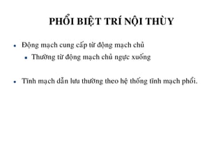 PHOÅI BIEÄT TRÍ NOÄI THUØY
 Ñoäng maïch cung caáp töø ñoäng maïch chuû
 Thöôøng töø ñoäng maïch chuû ngöïc xuoáng
 Tónh maïch daãn löu thöôøng theo heä thoáng tónh maïch phoåi.
 