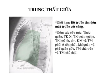 TRUNG THAÁT GIÖÕA
*Giôùi haïn: Bôø tröôùc tim ñeán
maët tröôùc coät soáng.
*Goàm caùc caáu truùc: Thöïc
quaûn, TK X, TK quaët ngöôïc,
TK hoaønh, tim, ÑM vaø TM
phoåi ôû roán phoåi, khí quaûn vaø
pheá quaûn goác, TM chuû treân
vaø TM chuû döôùi
 