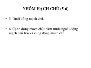 NHOÙM HAÏCH CHUÛ (5-6)
• 5. Döôùi ñoäng maïch chuû.
• 6. Caïnh ñoäng maïch chuû: naèm tröôùc ngoaøi ñoäng
maïch chuû leân vaø cung ñoäng maïch chuû.
 