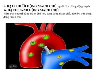 5. HAÏCH DÖÔÙI ÑOÄNG MAÏCH CHUÛ: ngoaøi daây chaèng ñoäng maïch.
6. HAÏCH CAÏNH ÑOÄNG MAÏCH CHUÛ
Naèm tröôùc ngoaøi ñoäng maïch chuû leân, cung ñoäng maïch chuû, döôùi bôø treân cung
ñoäng maïch chuû.
 