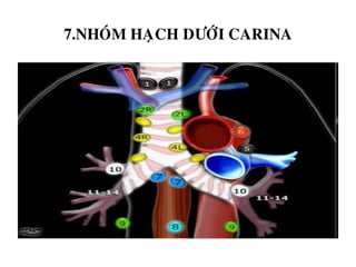 7.NHOÙM HAÏCH DÖÔÙI CARINA
 