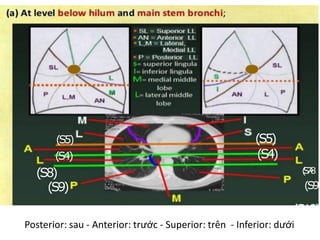 (S10) (S7)
(S9)
(
S
7
-
‐
8
(S5)
(S4)
(S5)
(S4)
(S8)
(S9)
(S10)
Posterior: sau - Anterior: trước - Superior: trên - Inferior: dưới
 