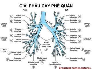 GIẢI PHẪU CÂY PHẾ QUẢN
 