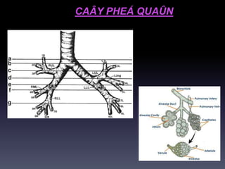 CAÂY PHEÁ QUAÛN
 