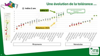 10
Une évolution de la tolérance …
-5
-4
-3
-2
-1
0
1
2
3
4
5 Indice n-1
Notations 2025
Indice 2 ans
Rhizomanie Nématodes
Nouvelles constructions
génétiques
avec gène Cerco + gènes mineurs
 