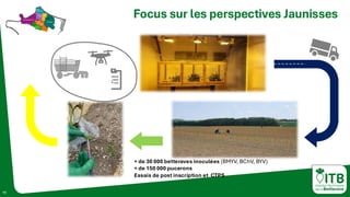 11
Focus sur les perspectives Jaunisses
+ de 30 000 betteraves inoculées (BMYV, BChV, BYV)
+ de 150 000 pucerons
Essais de post inscription et CTPS
 