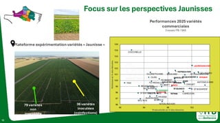12
Focus sur les perspectives Jaunisses
Plateforme expérimentation variétés « Jaunisse »
36 variétés
inoculées
(coinfections)
79 variétés
non
inoculées
Performances 2025 variétés
commerciales
3 essais ITB / SAS
ANTONICA KWS
ST LADURO
BTS2045
ST YELLOWSTONE
LAUREDANAKWS
ST BUDAPEST
ST BLANCO
FDQUICKSTEP
DAGUET
CAMELEON
DAIM
PATRIZIAKWS
BTS5090
SARCELLE
HIBOU
BROCARD
TETRAS
CALLEDIAKWS
NOVALINA KWS
FD SWIFT
FD BASKET
BTS 7015
FDEQUIPE
MH2084
FDWINNING
JELLERA KWS
FD MEDAILLE
GLORIETTA KWS
ALMITA KWS
OURS
SV3017
SILVIA KWS
BTS 7870
BOUQUETIN
ST BRITTANY
COCCINELLE
MAX
96
97
98
99
100
101
102
103
104
105
106
90 94 98 102
Richesse
en
%
des
témoins
Productivité en % des témoins
 