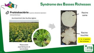 Protéobactérie à parois cellulaires épaisses -
endosymbiotique
2
Syndrome des Basses Richesses
©
Mario
Schumann
-
KWS
Jaunissement des feuilles âgées
Repousses
asymétriques et
lancéolées
Racine
saine
Racine
touchée
-1 à - 4 points
de richesse
 