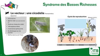 3
(Bressan and al.,
2011)
Cycle de reproduction
Syndrome des Basses Richesses
Le vecteur : une cicadelle Pentastiridius
leporinus
• 0,5 à 0,8 cm
• Marron clair avec soies blanches
( )
• Ponte au niveau du collet
• 150 espèces hôtes
• 2 semaines après ponte
• Se développe sur les
racines
• Nidifie dans le sol l’hiver
Juin septembre Juin n+1
Janvier
 