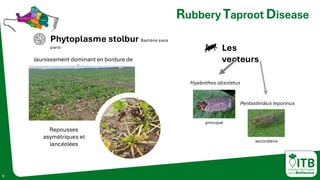 Phytoplasme stolbur Bactérie sans
paroi
5
Rubbery Taproot Disease
©
Mario
Schumann
-
KWS
Jaunissement dominant en bordure de
champ
Repousses
asymétriques et
lancéolées
Les
vecteurs
Hyalesthes obsoletus
principal
Pentastiridius leporinus
secondaire
 