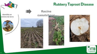 6
Rubbery Taproot Disease
©
Mario
Schumann
-
KWS
Racine
caoutchouc
Identifié en
pomme de terre
 