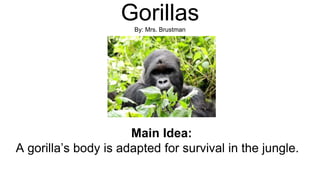 GorillasBy: Mrs. Brustman
Main Idea:
A gorilla’s body is adapted for survival in the jungle.
 