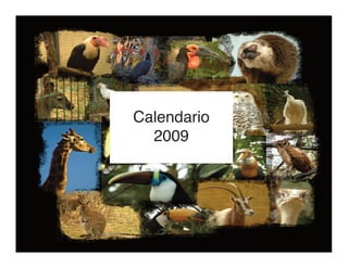 Calendario
  2009
 