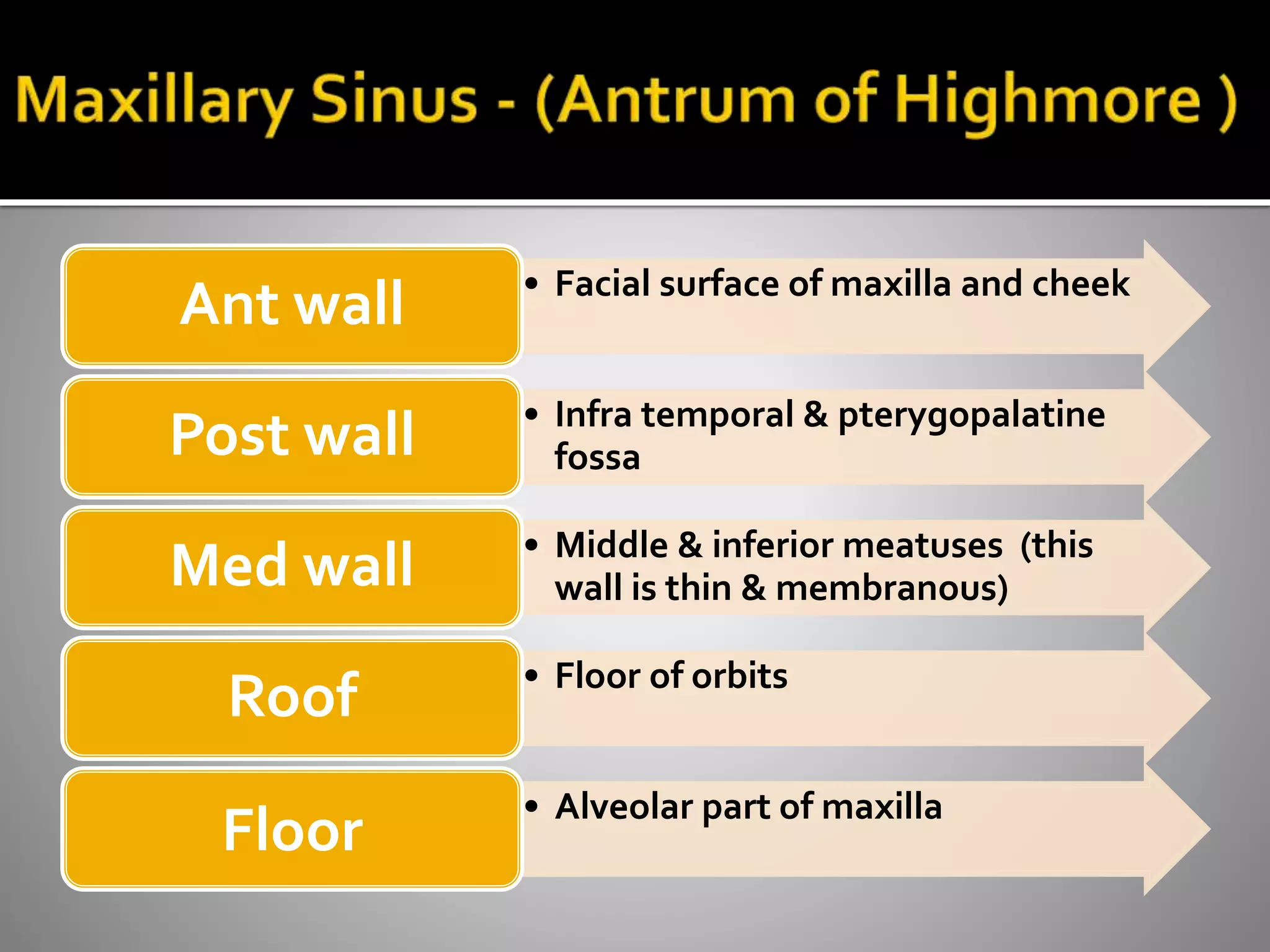 • Facial surface of maxilla and cheek Ant wall 
• Infra temporal & pterygopalatine 
fossa Post wall 
• Middle & inferior meatuses (this 
wall is thin & membranous) Med wall 
• Floor of orbits Roof 
• Alveolar part of maxilla Floor 
 