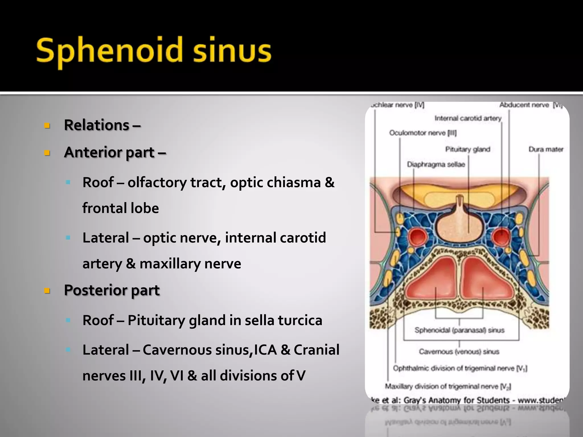  Relations – 
 Anterior part – 
 Roof – olfactory tract, optic chiasma & 
frontal lobe 
 Lateral – optic nerve, internal carotid 
artery & maxillary nerve 
 Posterior part 
 Roof – Pituitary gland in sella turcica 
 Lateral – Cavernous sinus,ICA & Cranial 
nerves III, IV, VI & all divisions of V 
 