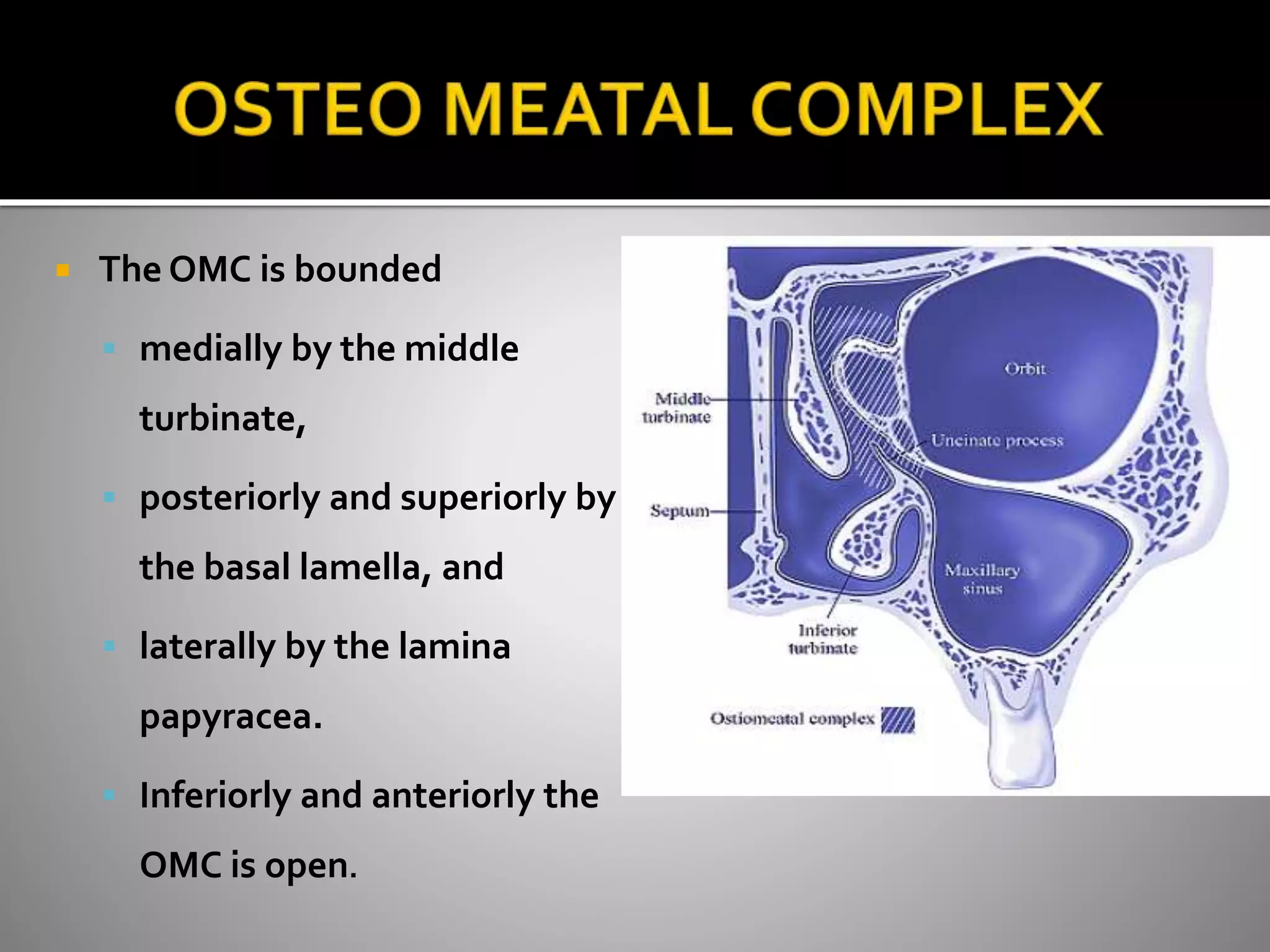  The OMC is bounded 
 medially by the middle 
turbinate, 
 posteriorly and superiorly by 
the basal lamella, and 
 laterally by the lamina 
papyracea. 
 Inferiorly and anteriorly the 
OMC is open. 
 