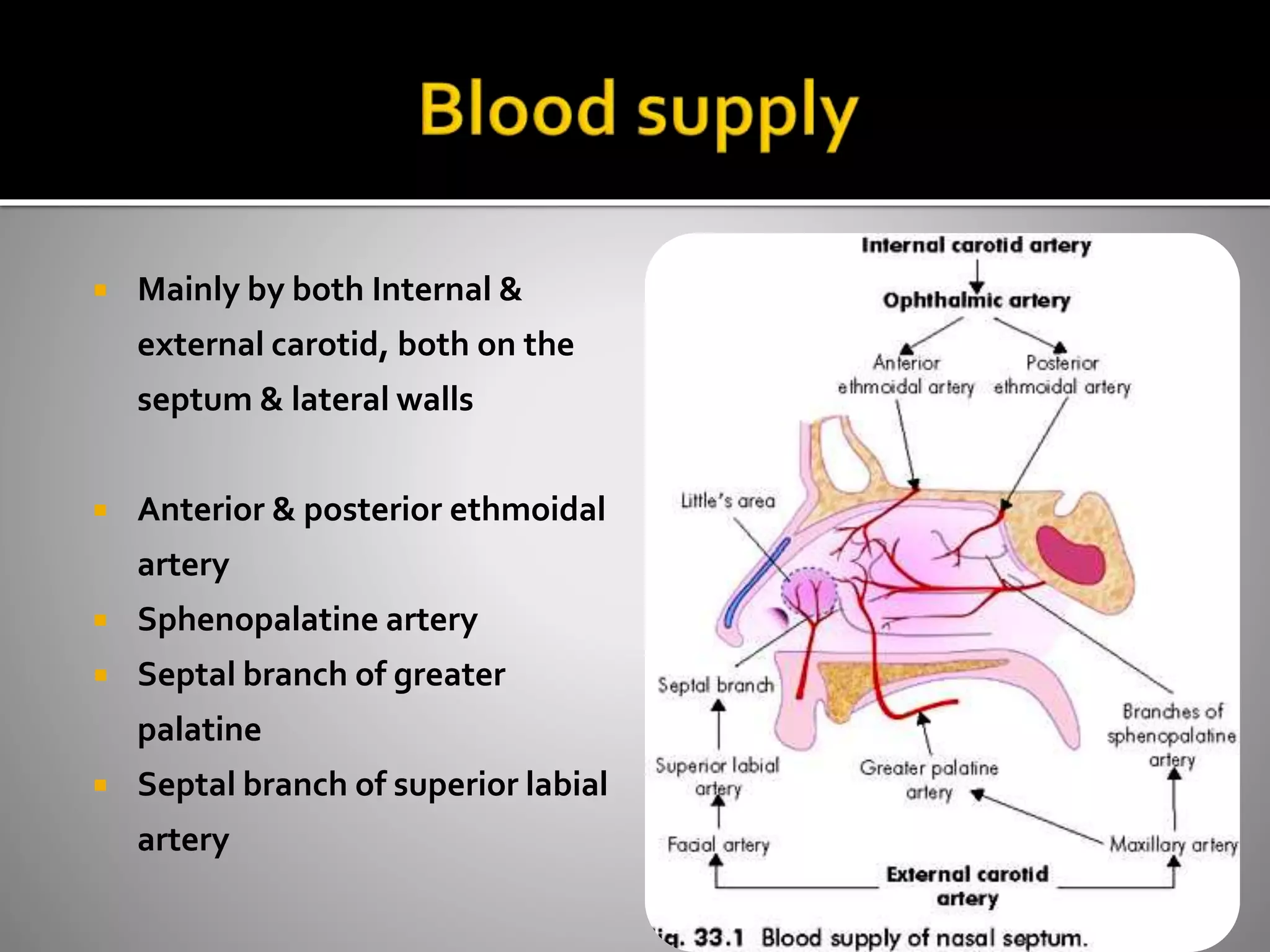  Mainly by both Internal & 
external carotid, both on the 
septum & lateral walls 
 Anterior & posterior ethmoidal 
artery 
 Sphenopalatine artery 
 Septal branch of greater 
palatine 
 Septal branch of superior labial 
artery 
 