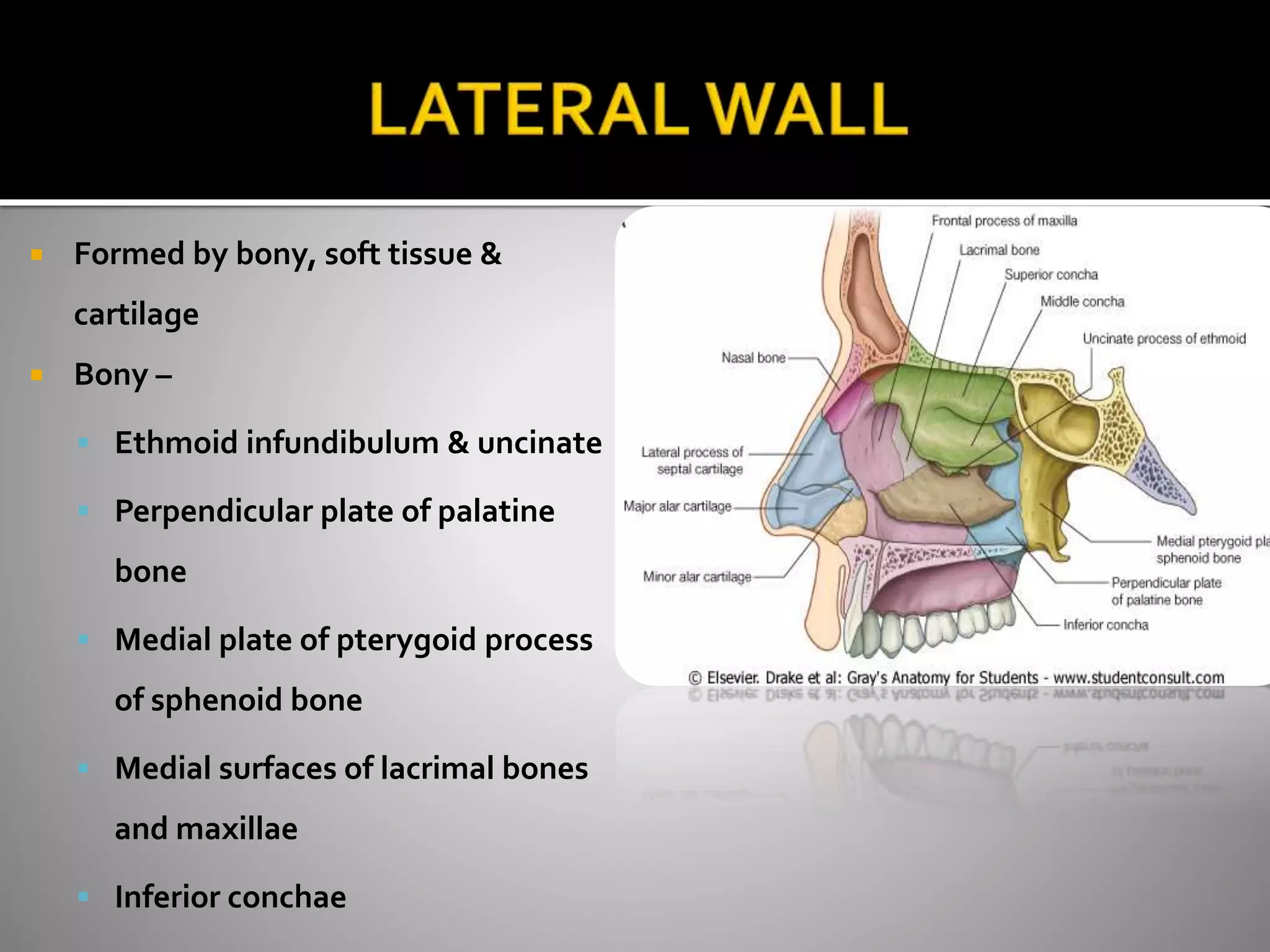  Formed by bony, soft tissue & 
cartilage 
 Bony – 
 Ethmoid infundibulum & uncinate 
 Perpendicular plate of palatine 
bone 
 Medial plate of pterygoid process 
of sphenoid bone 
 Medial surfaces of lacrimal bones 
and maxillae 
 Inferior conchae 
 