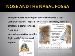 Bony part & cartilaginous part covered by muscle & skin 
 Cartilaginous part – upper & lower lateral cartilages, lesser...