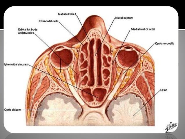 Anatomy Of Sinuses Anatomy Drawing Diagram Anatomy Of Sinuses Anatomy Drawing Diagram