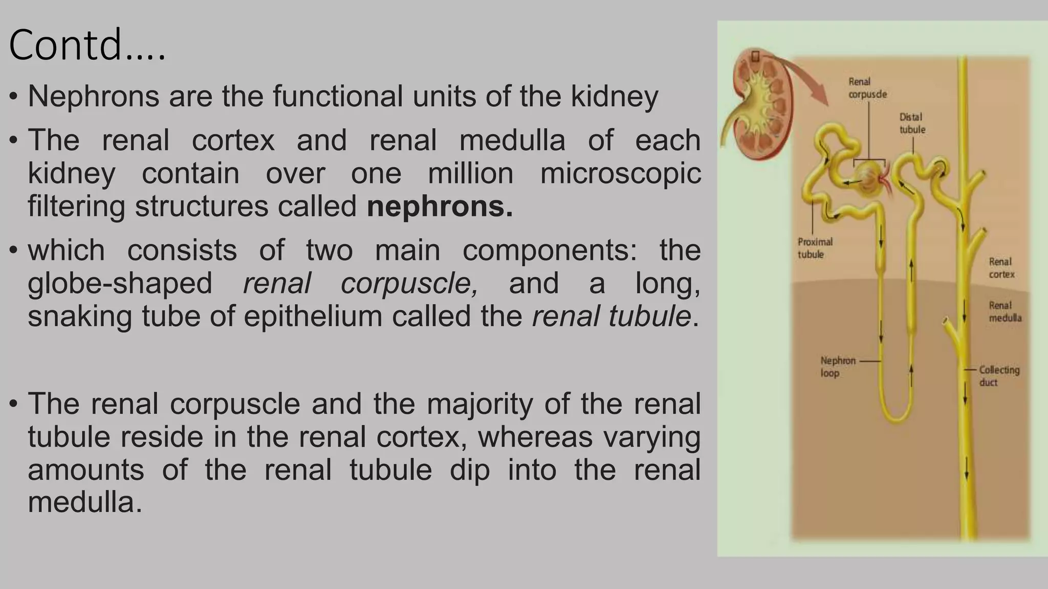 Contd….
• Nephrons are the functional units of the kidney
• The renal cortex and renal medulla of each
kidney contain over one million microscopic
filtering structures called nephrons.
• which consists of two main components: the
globe-shaped renal corpuscle, and a long,
snaking tube of epithelium called the renal tubule.
• The renal corpuscle and the majority of the renal
tubule reside in the renal cortex, whereas varying
amounts of the renal tubule dip into the renal
medulla.
 