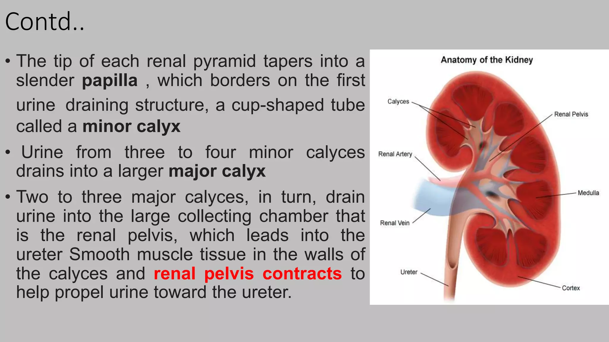 Contd..
• The tip of each renal pyramid tapers into a
slender papilla , which borders on the first
urine draining structure, a cup-shaped tube
called a minor calyx
• Urine from three to four minor calyces
drains into a larger major calyx
• Two to three major calyces, in turn, drain
urine into the large collecting chamber that
is the renal pelvis, which leads into the
ureter Smooth muscle tissue in the walls of
the calyces and renal pelvis contracts to
help propel urine toward the ureter.
 
