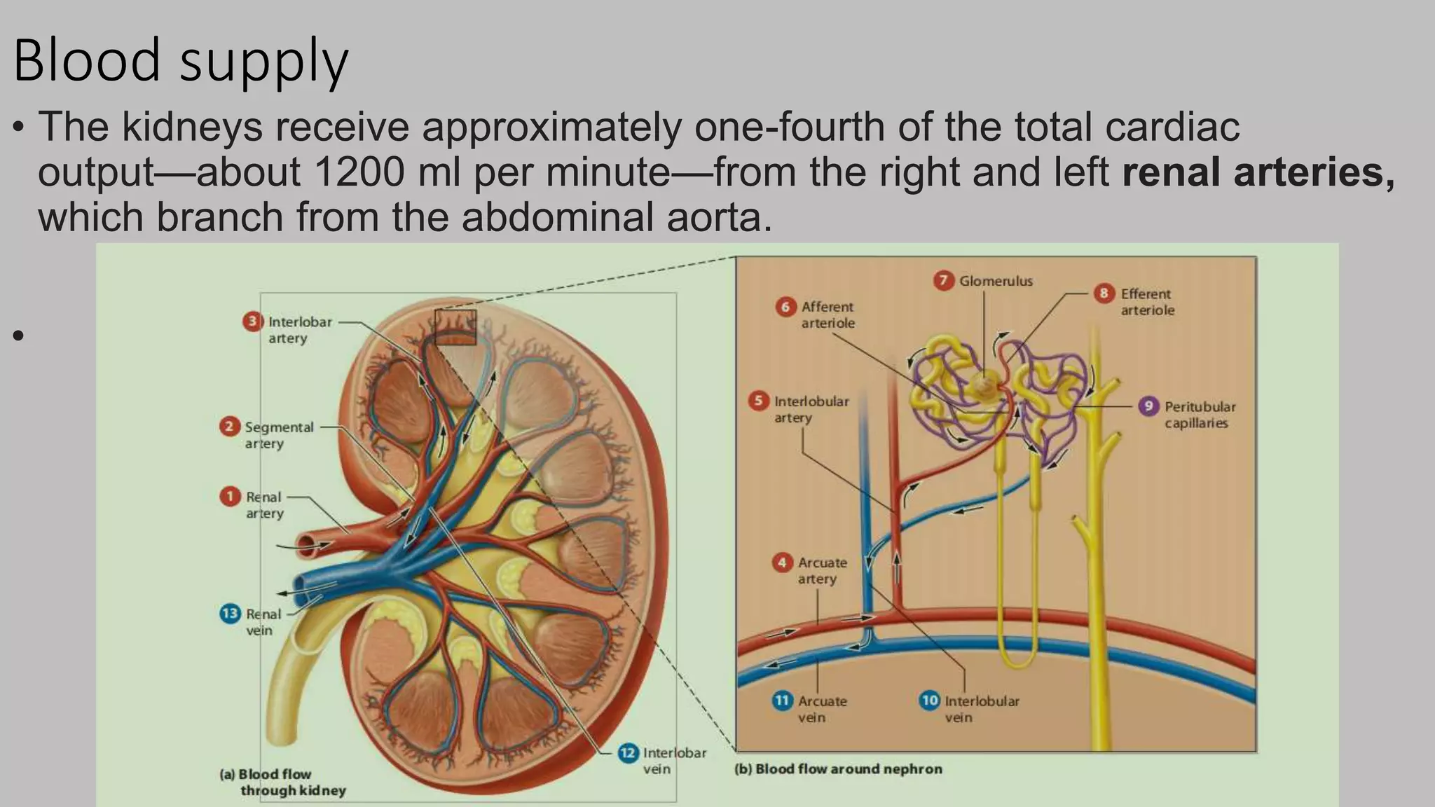 Blood supply
• The kidneys receive approximately one-fourth of the total cardiac
output—about 1200 ml per minute—from the right and left renal arteries,
which branch from the abdominal aorta.
•
 