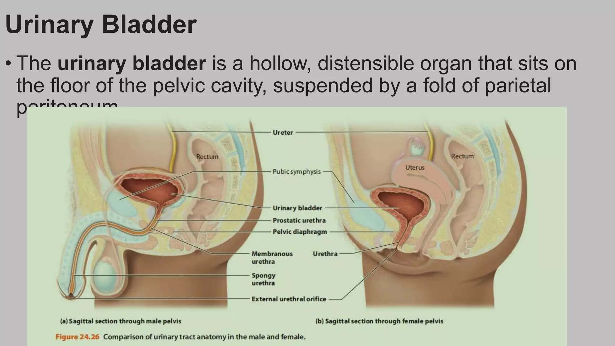 Urinary Bladder
• The urinary bladder is a hollow, distensible organ that sits on
the floor of the pelvic cavity, suspended by a fold of parietal
peritoneum.
 