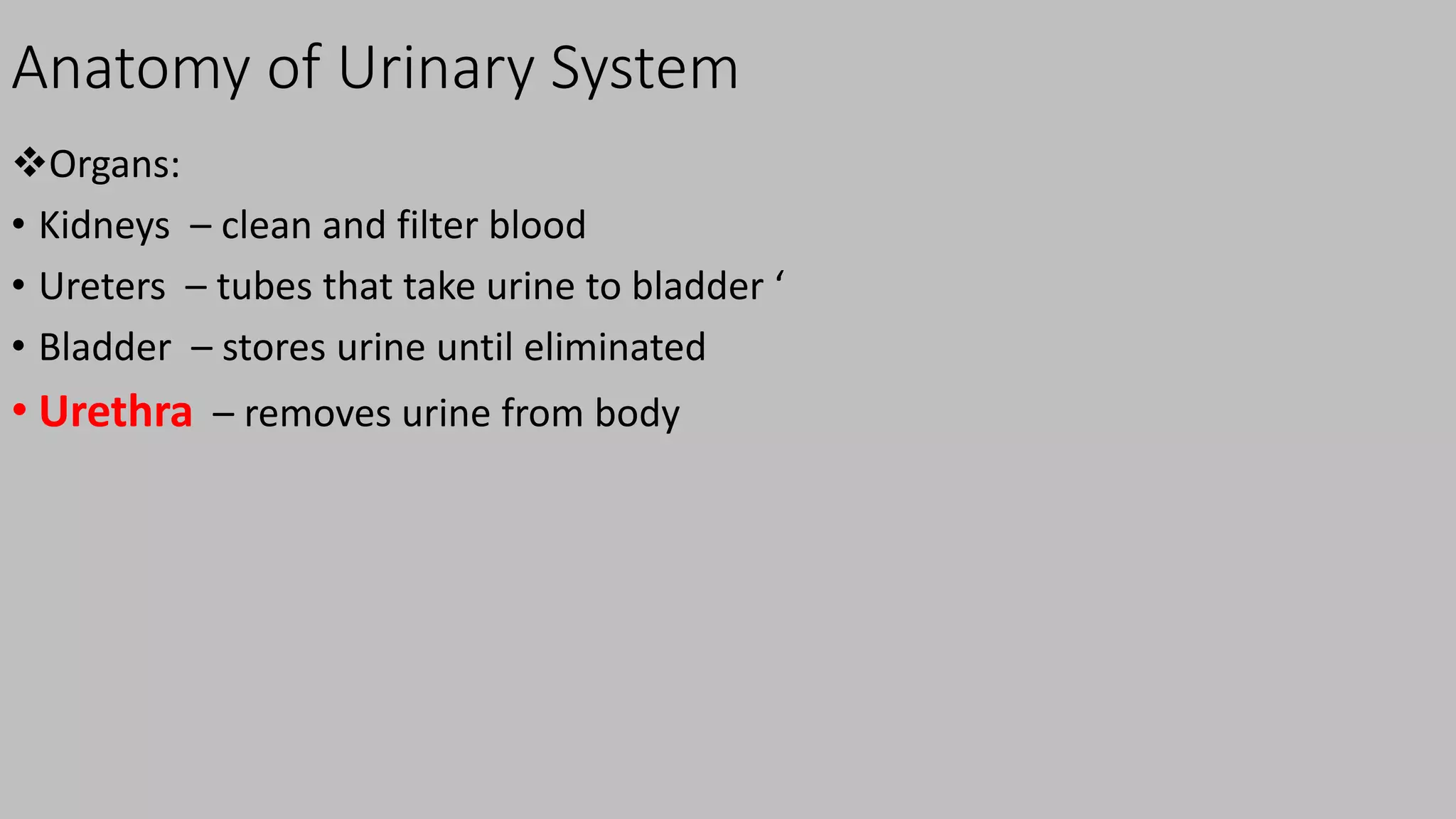 Anatomy of Urinary System
Organs:
• Kidneys – clean and filter blood
• Ureters – tubes that take urine to bladder ‘
• Bladder – stores urine until eliminated
• Urethra – removes urine from body
 