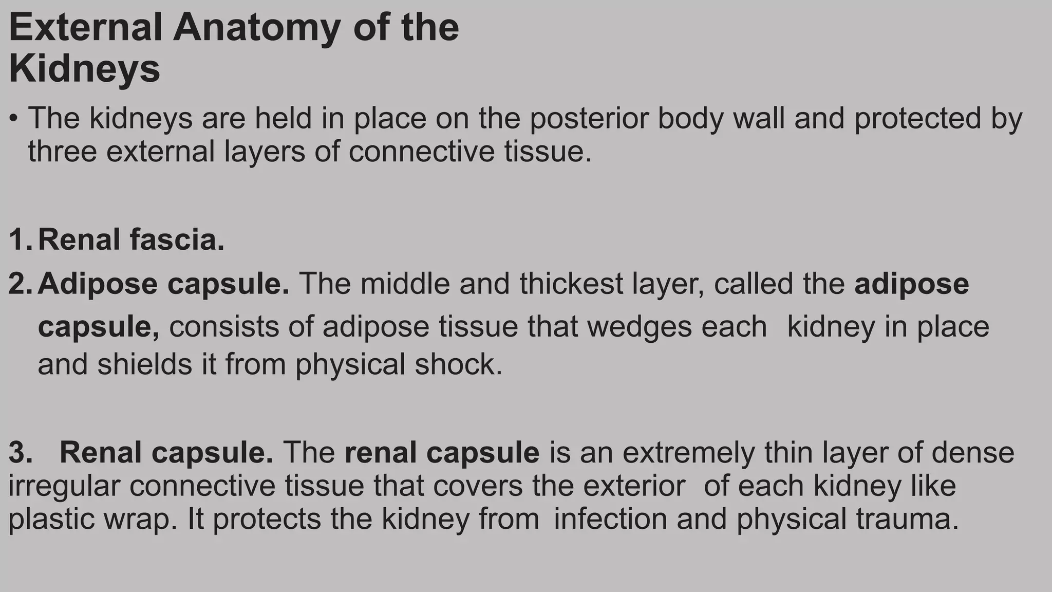 External Anatomy of the
Kidneys
• The kidneys are held in place on the posterior body wall and protected by
three external layers of connective tissue.
1.Renal fascia.
2.Adipose capsule. The middle and thickest layer, called the adipose
capsule, consists of adipose tissue that wedges each kidney in place
and shields it from physical shock.
3. Renal capsule. The renal capsule is an extremely thin layer of dense
irregular connective tissue that covers the exterior of each kidney like
plastic wrap. It protects the kidney from infection and physical trauma.
 