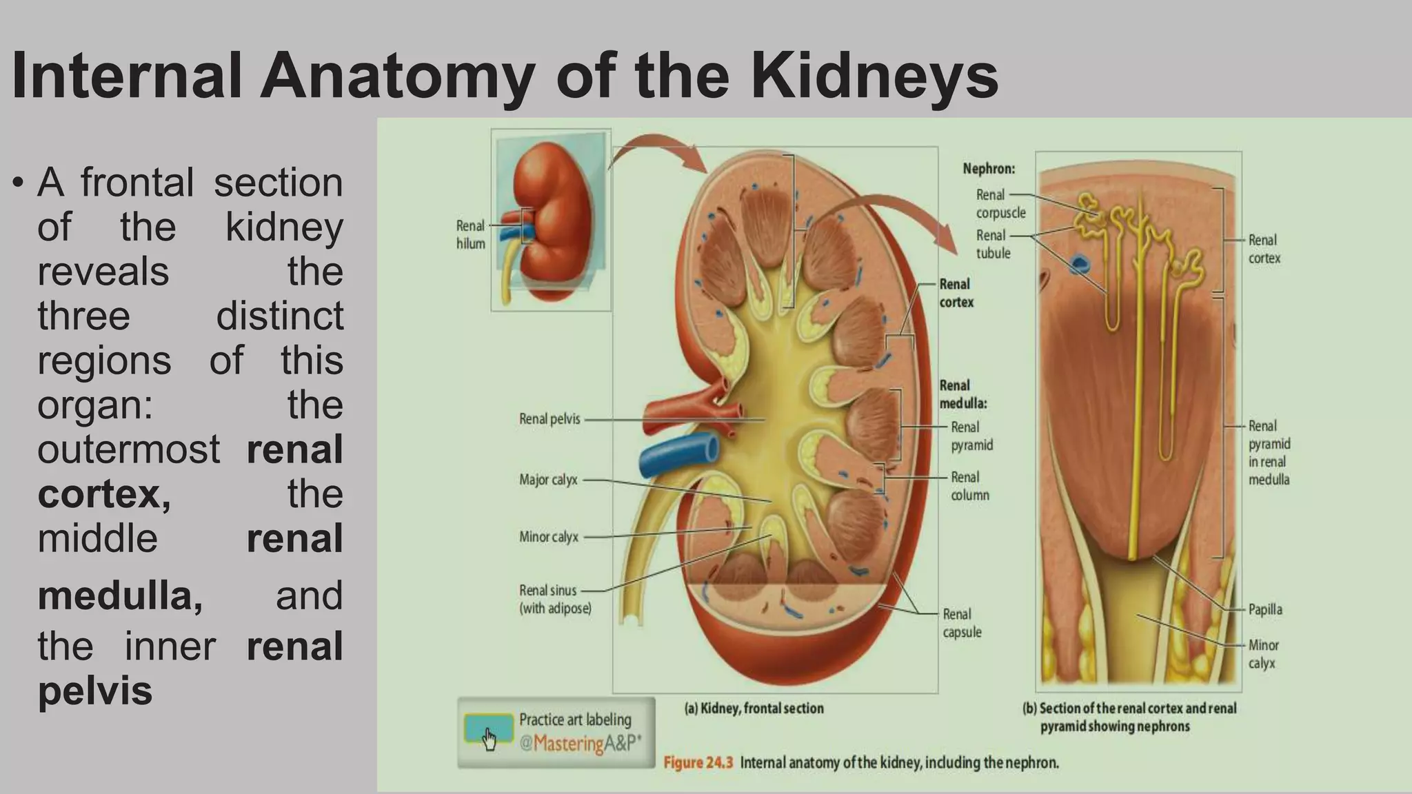Internal Anatomy of the Kidneys
• A frontal section
of the kidney
reveals the
three distinct
regions of this
organ: the
outermost renal
cortex, the
middle renal
medulla, and
the inner renal
pelvis
 