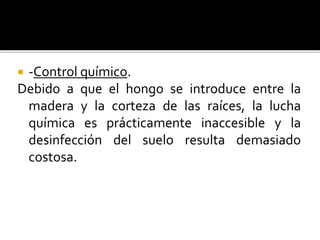  -Control químico.
Debido a que el hongo se introduce entre la
madera y la corteza de las raíces, la lucha
química es prácticamente inaccesible y la
desinfección del suelo resulta demasiado
costosa.
 