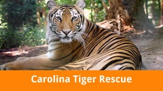 Carolina Tiger Rescue
 