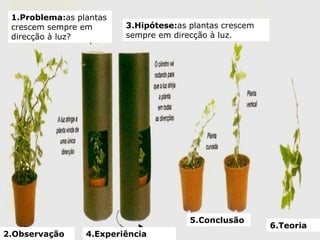 1.Problema:as plantas
 crescem sempre em       3.Hipótese:as plantas crescem
 direcção à luz?         sempre em direcção à luz.




                                       5.Conclusão
                                                         6.Teoria
2.Observação     4.Experiência
 