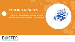 www.bosterbio.com
CTSB IN 3 MINUTES
Quick facts, control designs, Western Blot MW.
Info you can use to find the best CTSB antibody.
 