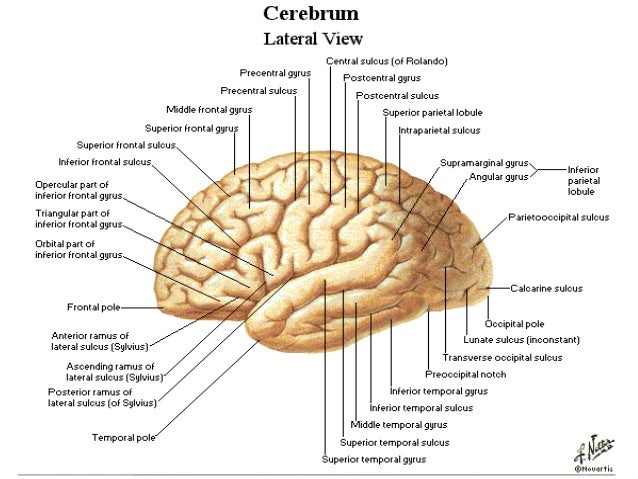 CT Scan Head basics