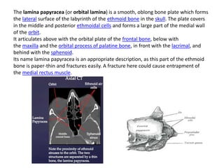 The lamina papyracea (or orbital lamina) is a smooth, oblong bone plate which forms
the lateral surface of the labyrinth of the ethmoid bone in the skull. The plate covers
in the middle and posterior ethmoidal cells and forms a large part of the medial wall
of the orbit.
It articulates above with the orbital plate of the frontal bone, below with
the maxilla and the orbital process of palatine bone, in front with the lacrimal, and
behind with the sphenoid.
Its name lamina papyracea is an appropriate description, as this part of the ethmoid
bone is paper-thin and fractures easily. A fracture here could cause entrapment of
the medial rectus muscle.
 