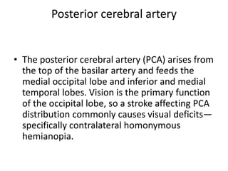 Posterior cerebral artery

• The posterior cerebral artery (PCA) arises from
the top of the basilar artery and feeds the
medial occipital lobe and inferior and medial
temporal lobes. Vision is the primary function
of the occipital lobe, so a stroke affecting PCA
distribution commonly causes visual deficits—
specifically contralateral homonymous
hemianopia.

 