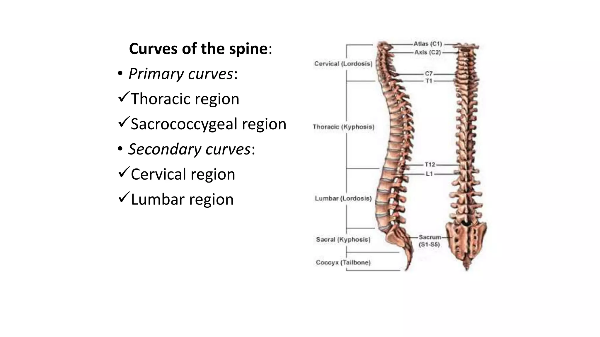 Curves of the spine:
• Primary curves:
Thoracic region
Sacrococcygeal region
• Secondary curves:
Cervical region
Lumbar region
 