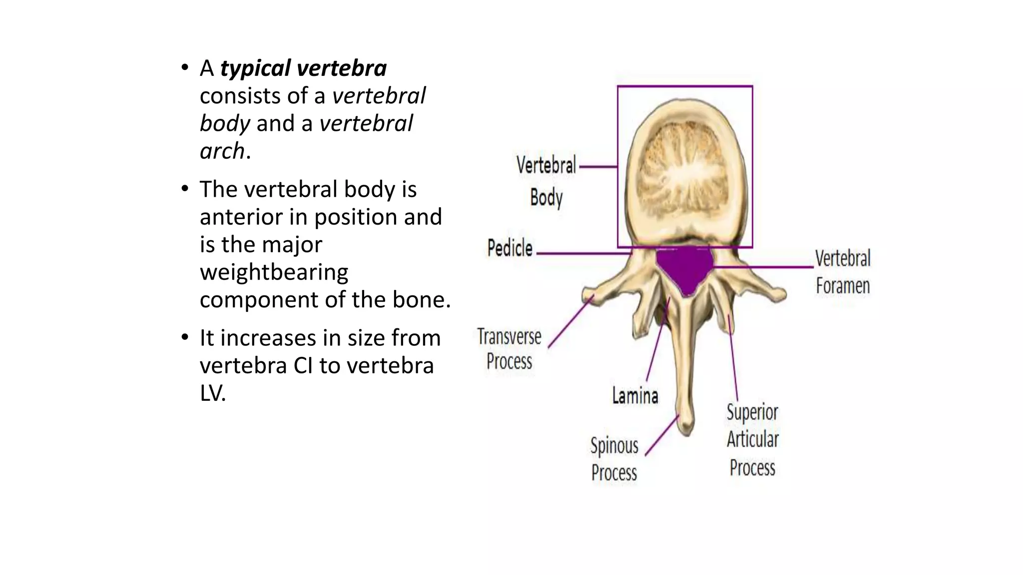 • A typical vertebra
consists of a vertebral
body and a vertebral
arch.
• The vertebral body is
anterior in position and
is the major
weightbearing
component of the bone.
• It increases in size from
vertebra CI to vertebra
LV.
 