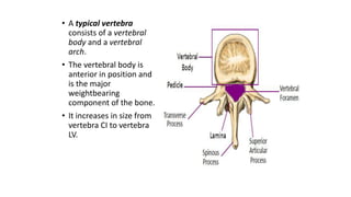 • A typical vertebra
consists of a vertebral
body and a vertebral
arch.
• The vertebral body is
anterior in position and
is the major
weightbearing
component of the bone.
• It increases in size from
vertebra CI to vertebra
LV.
 