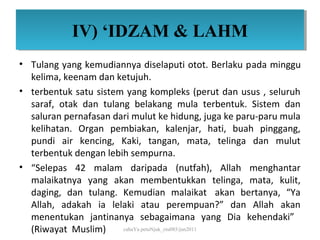 IV) ‘IDZAM & LAHM
            IV) ‘IDZAM & LAHM
• Tulang yang kemudiannya diselaputi otot. Berlaku pada minggu
  kelima, keenam dan ketujuh.
• terbentuk satu sistem yang kompleks (perut dan usus , seluruh
  saraf, otak dan tulang belakang mula terbentuk. Sistem dan
  saluran pernafasan dari mulut ke hidung, juga ke paru-paru mula
  kelihatan. Organ pembiakan, kalenjar, hati, buah pinggang,
  pundi air kencing, Kaki, tangan, mata, telinga dan mulut
  terbentuk dengan lebih sempurna.
• “Selepas 42 malam daripada (nutfah), Allah menghantar
  malaikatnya yang akan membentukkan telinga, mata, kulit,
  daging, dan tulang. Kemudian malaikat akan bertanya, “Ya
  Allah, adakah ia lelaki atau perempuan?” dan Allah akan
  menentukan jantinanya sebagaimana yang Dia kehendaki”
  (Riwayat Muslim)     cahaYa petuNjuk_ctu085/jun2011
 