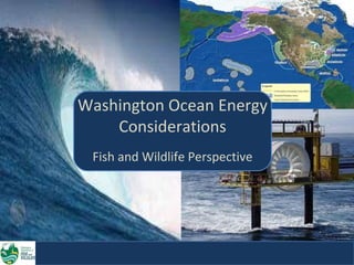 Washington Ocean Energy  Considerations Fish and Wildlife Perspective 